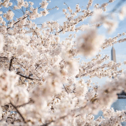 Washington DC Blossoms by Bike Tour